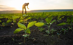 Agriculture Class 10 | NCERT Notes, Crops, Farming Types & CBSE Guide 2025